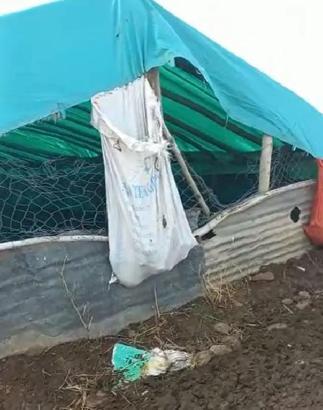 Elazığ'da kurtlar, ağıla girip 53 koyunu öldürdü