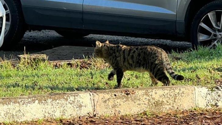 Dicle Üniversitesi kampüsünde nesli tehlike altındaki yaban kedisi görüntülendi