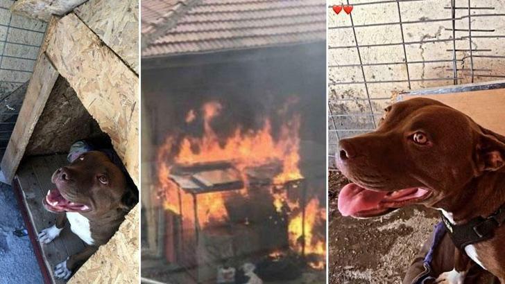 Pitbull cinayetinde dinlenen tanık: Köpeği öldürdüğünü bana anlattı