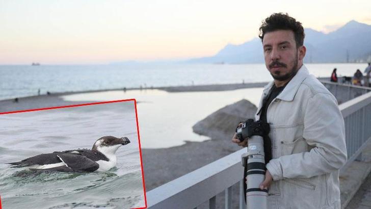 Akdeniz'de 'Ustura Gagalı' kuşu aranıyor