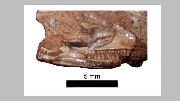 Kertenkelelerin atası dolapta bulundu