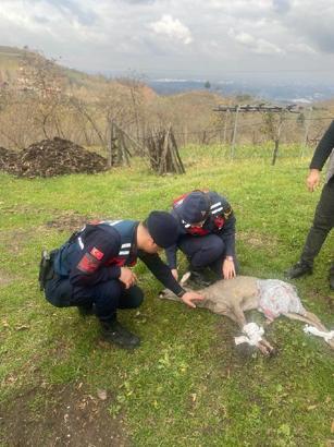 Yaralı karaca tedavi için Ormanya'ya götürüldü
