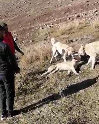 Muş'ta köpekleri dövüştürüp, kayda alan 3 kişiye gözaltı