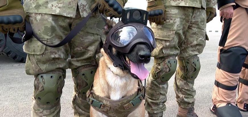 Turkish Armed Forces’ bomb-sniffing dogs on duty in the World Cup