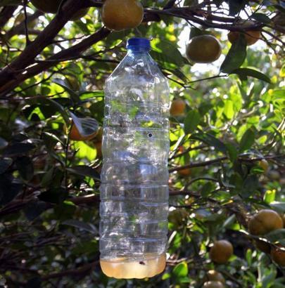 Akdeniz meyve sineğine 'cazibe' tuzağı