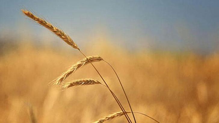 İstanbul'da 'tahıl' toplantısı