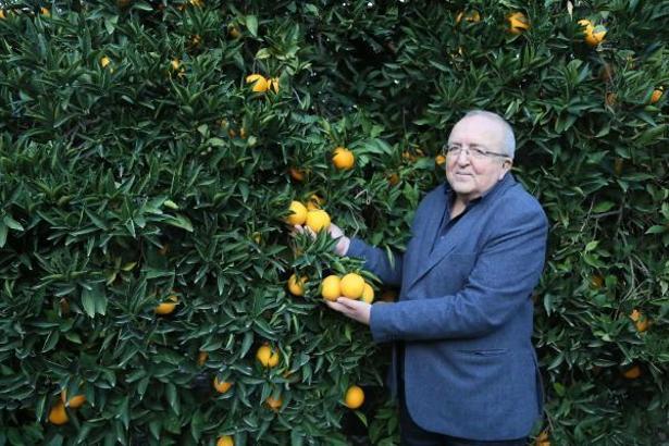 Dünyanın en iyi portakalında hasat başladı