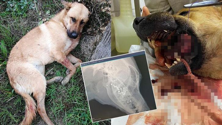 Ağzına tüfekle ateş açılan köpeğin dili koptu