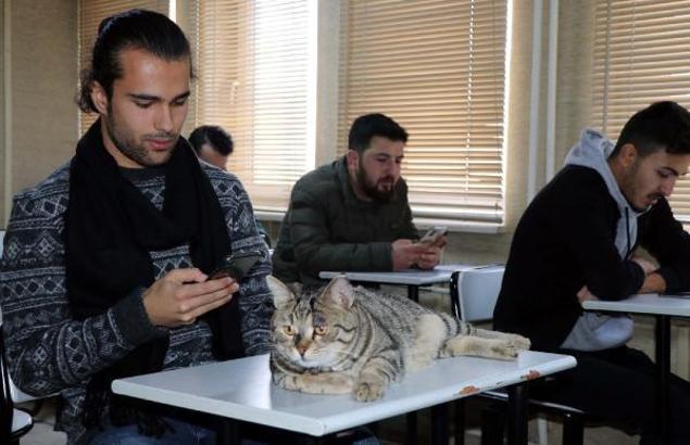 4 yıl önce yaralı bulunan Tigyy, fakültenin maskotu oldu