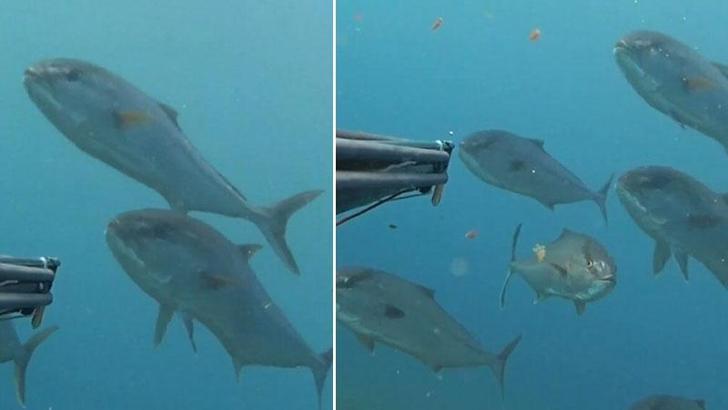 Akya sürüsüyle karşılaşan rekortmen dalgıç, su altı kamerasıyla kaydetti