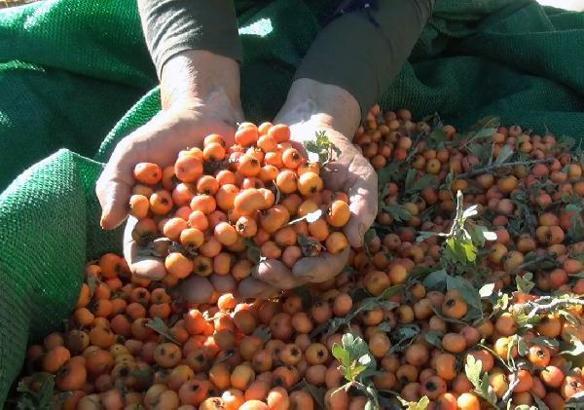 Toros Dağları'ndan alıç topluyorlar