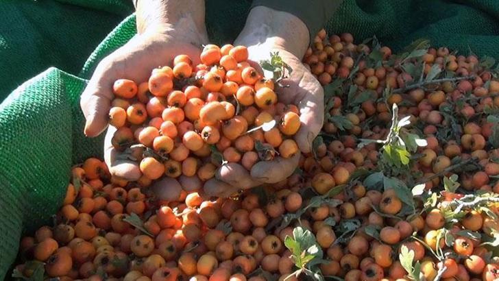 Toros Dağları'ndan alıç topluyorlar