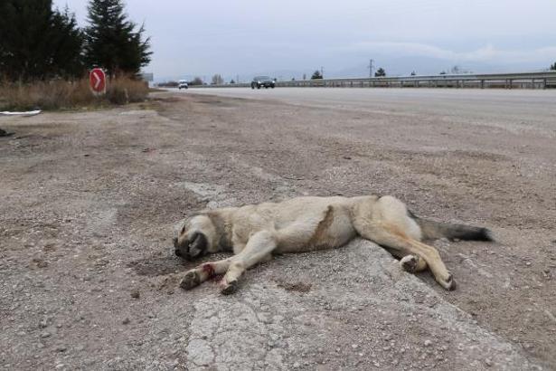 Afyon'da yol kenarında kurt ölüsü bulundu