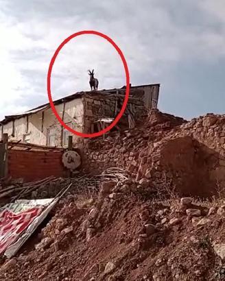 Köpeklerden kaçan yaralı dağ keçisi dama çıktı