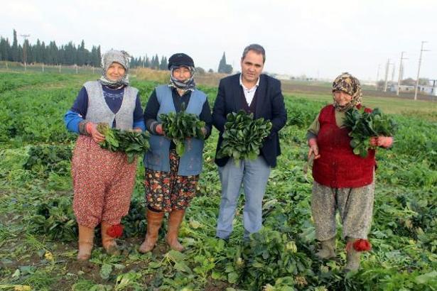 Salihli Ovası'nda hasat yoğunluğu
