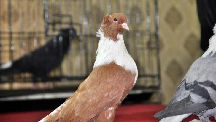 Diyarbakır’ın yerel 18 ırk güvercini sergilendi