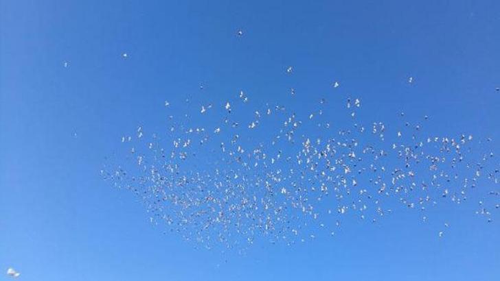 Tarihi On Gözlü Köprü'den 10 bin güvercin gökyüzüne salındı