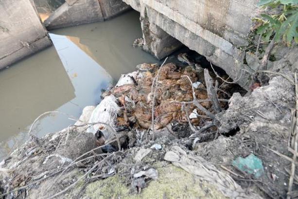 Adana'da dere yatağında eşek başı ve kemikleri bulundu