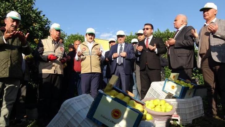 Erdemli'de 'lamas' cinsi limonun hasadına başlandı