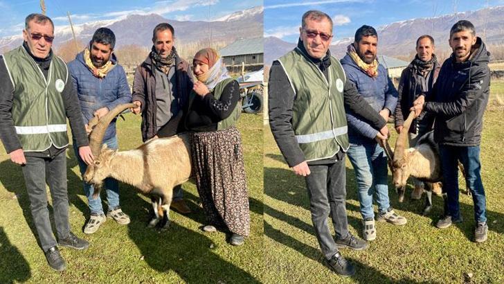 Yırtıcı hayvanların saldırdığı yaban keçisi, koyun sürüsüne karışıp canını kurtardı