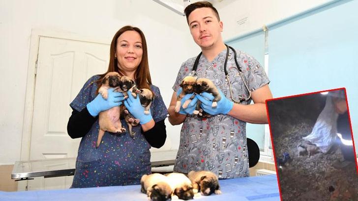 Eskişehir'de çuvalda bulunan yavru köpekler korumaya alındı