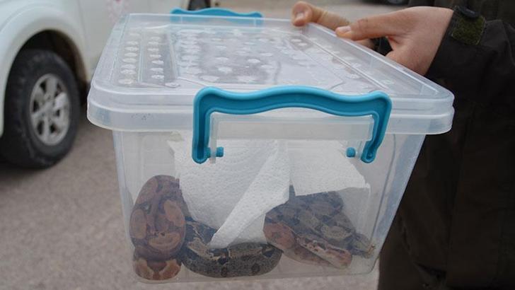 Aksaray'da, otomobil bagajında 2 boa yılanı ele geçirildi