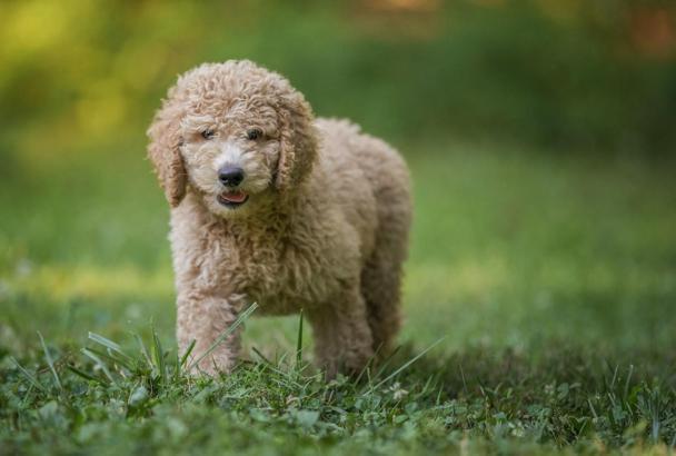 “Annelerinden erken ayrılan cins köpekler, tür özelliklerini gösteremeyebilir"