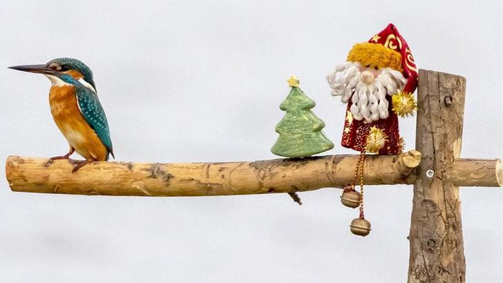 Yılbaşı sürprizi yalıçapkını