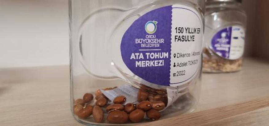 Karadeniz'in ata tohumları çoğaltılıyor