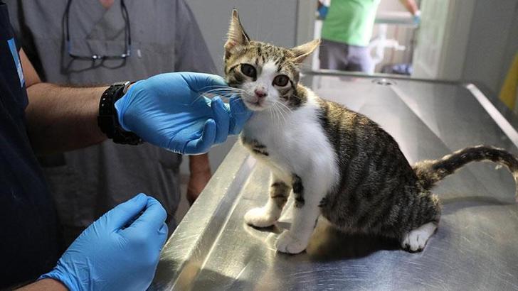 1 milyon 429 bin ev hayvanı kayıt altına alındı