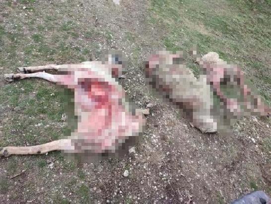 Ankara'da sokak köpekleri 9 koyunu yedi iddiası