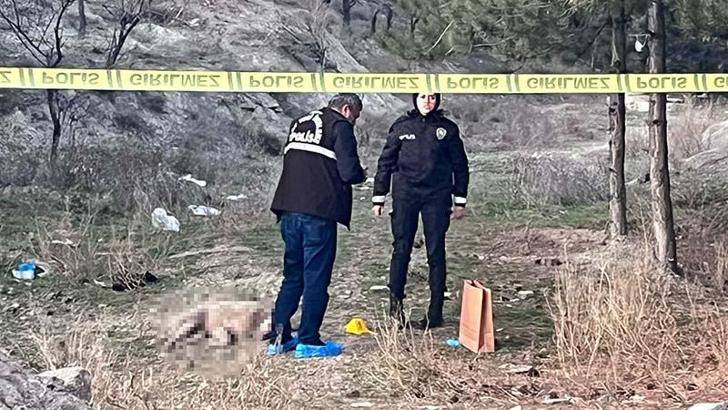 Ankara'da tüfekle vurulmuÅŸ 4 köpek ölüsü bulundu