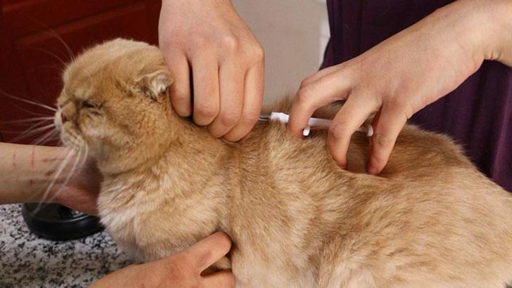 6 milyon hayvandan yüzde 25'i çiplendi