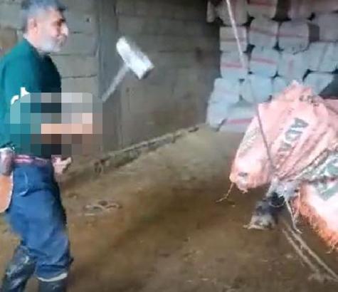 Keseceği boğayı balyozla öldüren sanığa 36 gün sonra tahliye