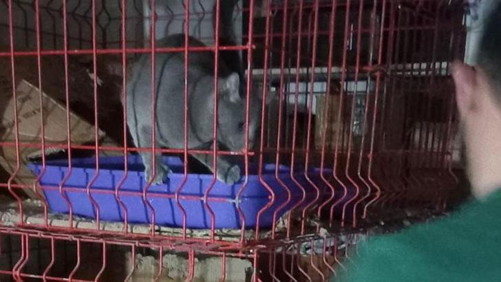 Pet shop'ta kaçak evcil hayvan satışına 22 bin lira ceza