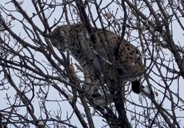 Tunceli’de köpeklerin saldırısından korunmak için ağaca çıkan vaşak kurtarıldı