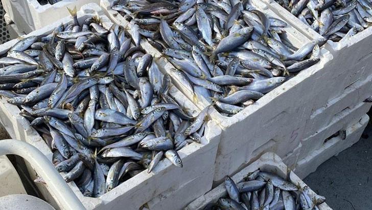 Boğaz'da kaçak trol ağında 400 kilogram balık ele geçirildi