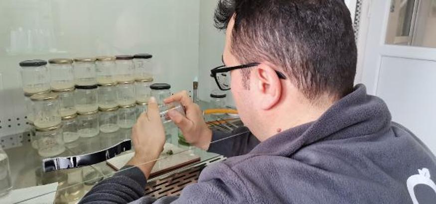 Klonlanan 6 bitki türünden 40 bin fidan