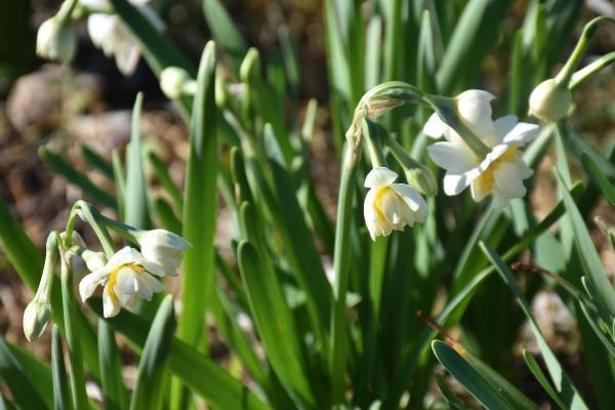 Nergis çiçeği Karaburun'dan Türkiye'nin dört bir yanına gönderiliyor