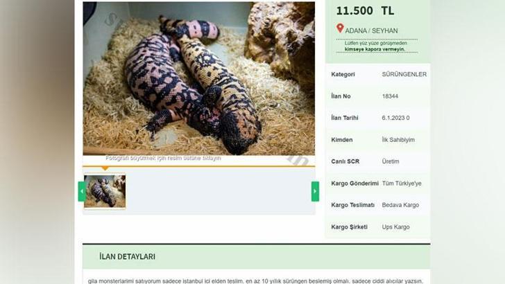 İnternetten yasa dışı 'Gila monster' satışı
