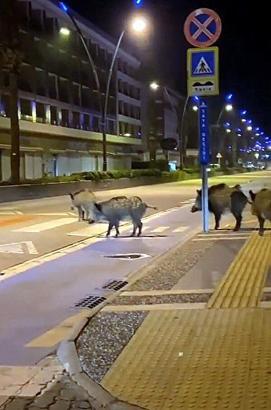 'Şehirli domuz bunlar, yol verin'