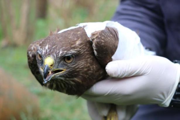 Avcıların vurduğu doğana tedavi
