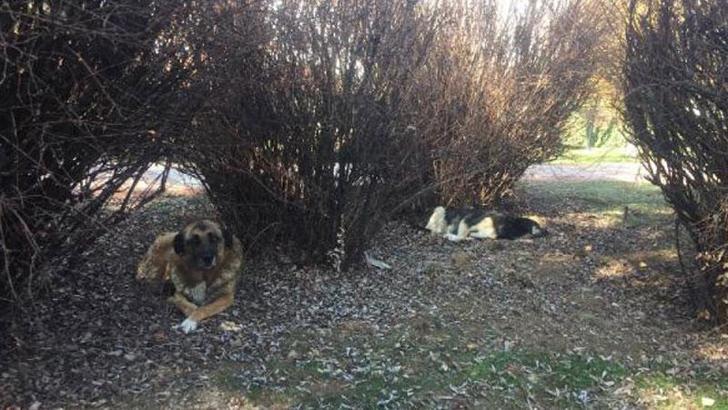 Ankara'da, parktaki köpek kulübelerinin kaldırılmasına tepki