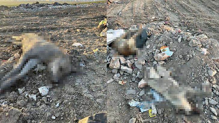 Ergani’deki köpek ölümlerine inceleme