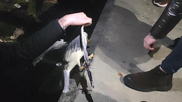 Fatih'te kanadına iğne ve misina takılan martı kurtarıldı