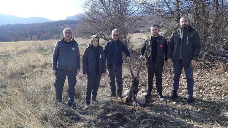 Kaçak yaban keçisi avlayan 4 kişi, kan izlerinden yakalandı