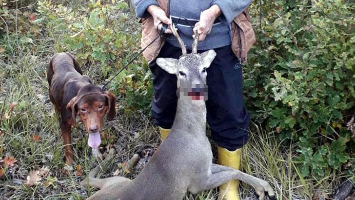 Koruma altındaki karaca avına 15 bin lira ceza