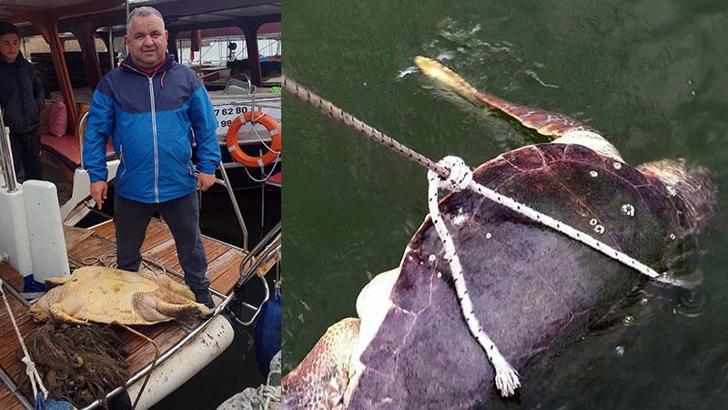 İztuzu açıklarında ölü caretta caretta bulundu