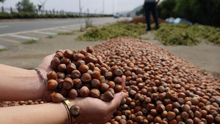 ‘Karadeniz’in yeşil altını’ fındıkta en büyük rakip ABD olacak