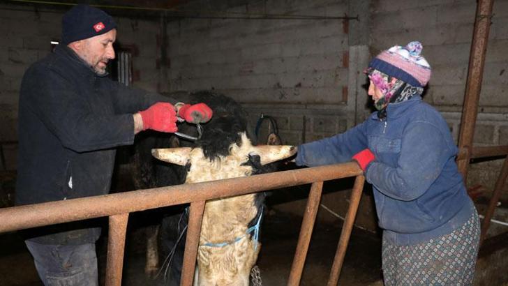 Kurbanlık boğalarını depremzedelere bağışladılar; yardım kampanyasının öncüsü oldular